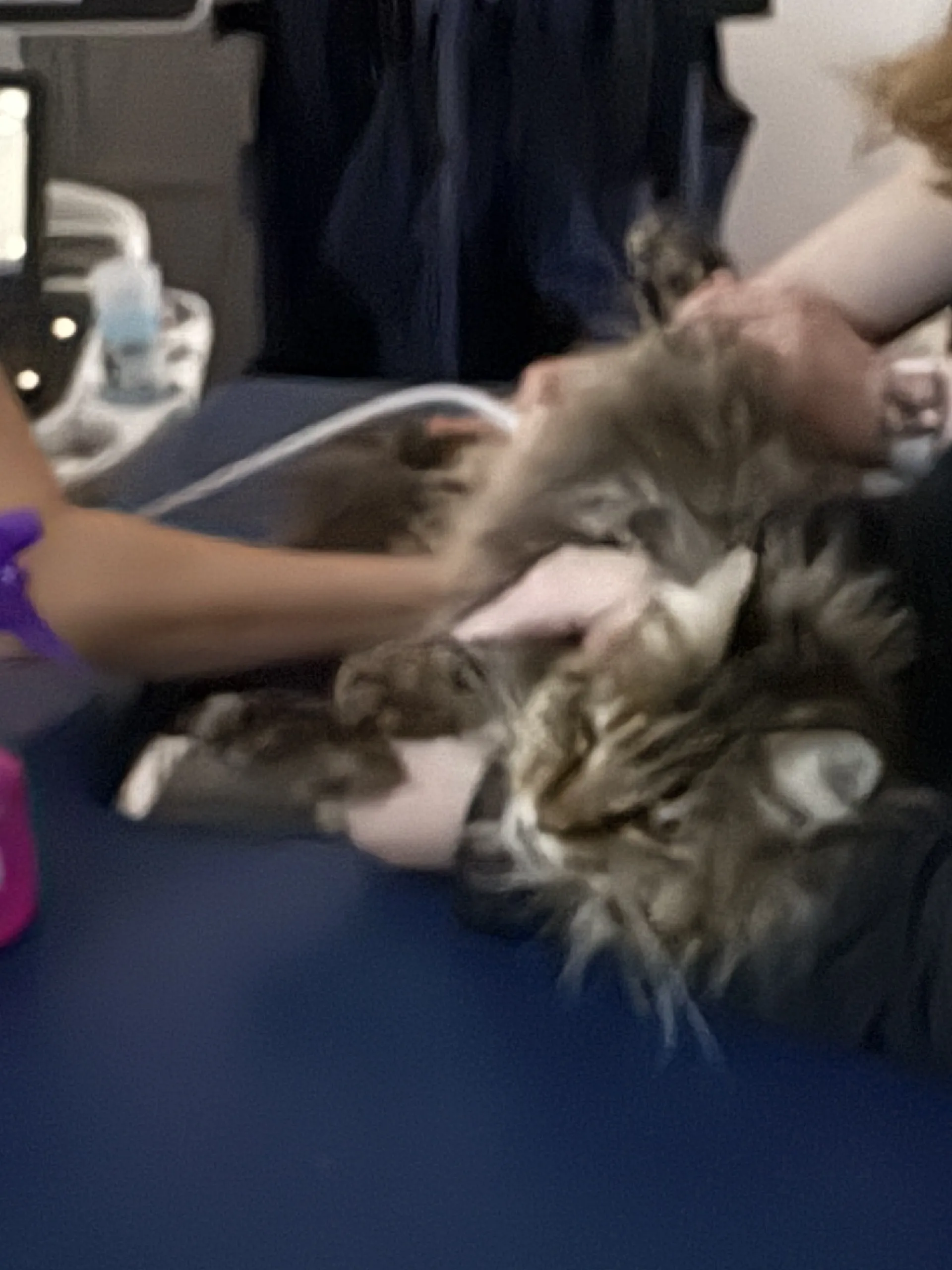 Ms. Marbles at the veterinary cardiology appointment